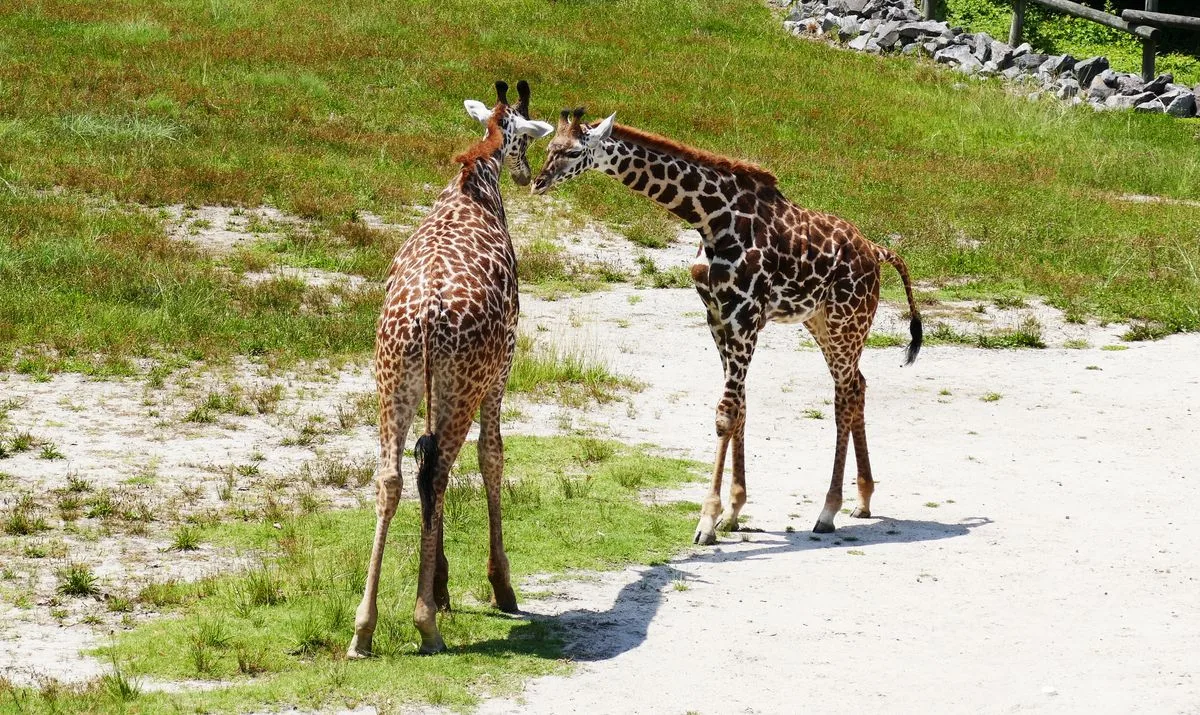 Dve žirafy na slnku v zoologickej záhrade